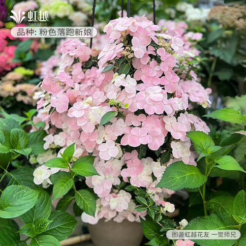 粉色落跑新娘绣球花耐晒藤本大苗
