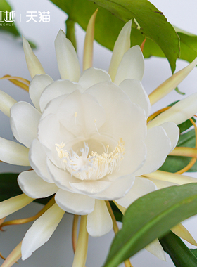 虹越昙花丝苇盆栽苗阳台垂吊窗台庭院种植鱼骨令箭耐阴室内绿植物