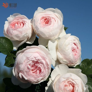 虹越月季 尘世天使克里斯蒂娜公爵夫人花大苗灌木花园庭院抗病