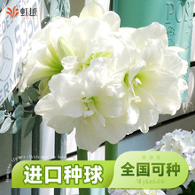 阿弗雷朱顶红进口重瓣种球南非球根花卉盆栽地栽全国四季可种现货