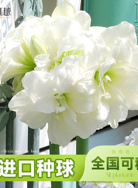 阿弗雷朱顶红单重瓣种球南非球根花卉盆栽地栽全国四季可种好养