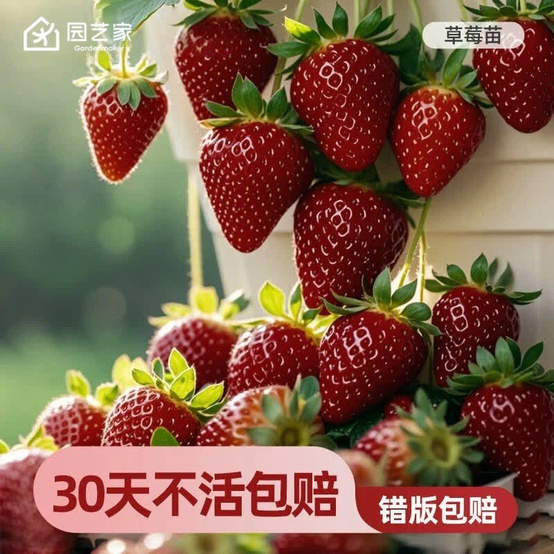 园艺家草莓苗秧盆栽阳台四季结果果树黑珍珠建德白露丹东隋珠果苗