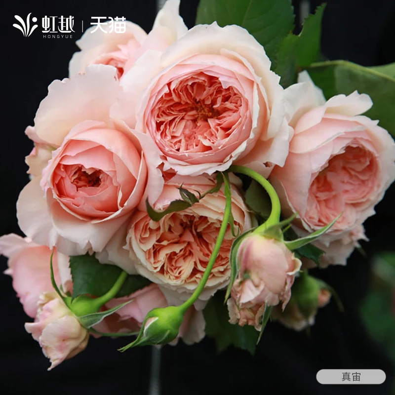 真宙月季大苗阳台浓香灌木