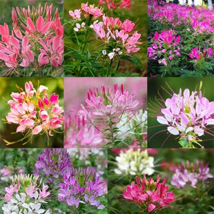 虹越种子醉蝶花种子凤蝶草紫龙须耐热阳台花园花卉植物春夏播种籽