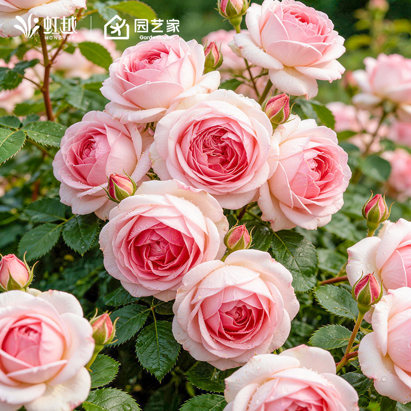 ��Խ�¼�������������˿ȸ�����׵��ȹ�֭��̨���Ů��������С��