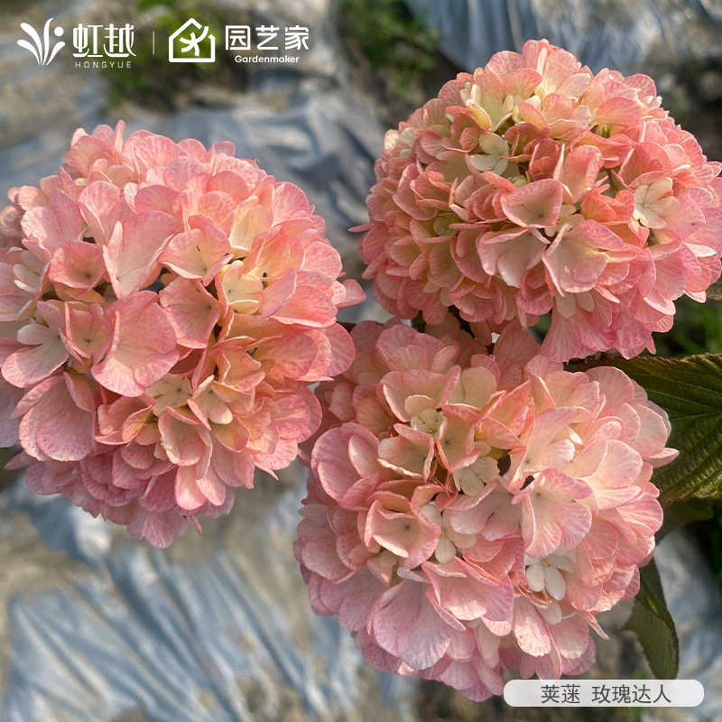 虹越绣球花中华木绣球荚蒾玛丽弥尔顿盆栽斗球大苗耐热花园植物