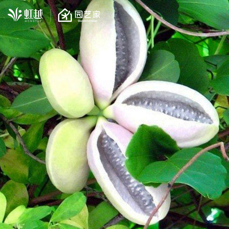 八月瓜树苗果树苗爬藤观叶观花果实可食用藤本种植木通八月炸树苗