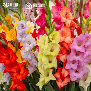 2026春季剑兰唐菖蒲种球虹越多年生作切花球根花卉阳台庭院预售