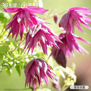 虹越进口铁线莲花小苗马祖里第一缕曙光蔚蓝绒球耐寒爬藤好养盆栽