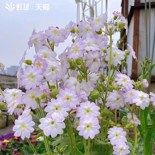 花彩陕西羽叶报春盆栽安徽阳台花园种植物组盆花境多年生易爆花