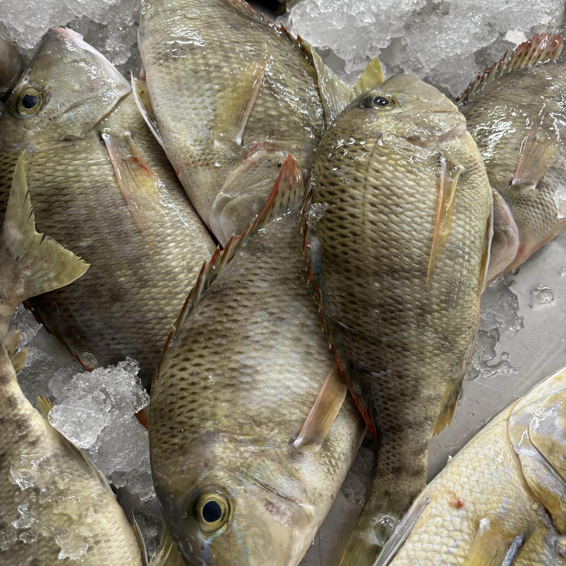 广东汕尾本港海捕海钓钓海连尖鱼东星鲷鱼类每条1斤左右黄金品质