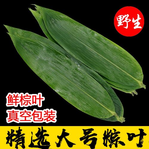 粽子叶新鲜野生粽叶新鲜2026现摘大号天然干粽叶江西农家棕叶