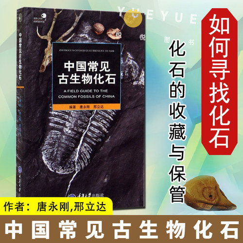 常见化石 古生物化石群 古生物爱好者