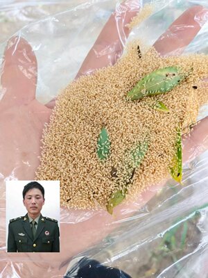 金蝉幼苗知了猴蝉蚁饲养幼虫养殖技术新品孵化好种卵爬蚱猴卵包邮