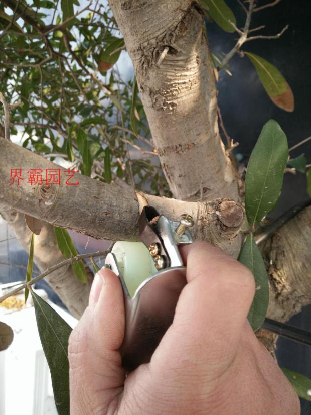 靓霸牌果树环割刀环剥刀环枝剪荔枝柑桔蜜柚果树剥皮环剥刀芽接刀
