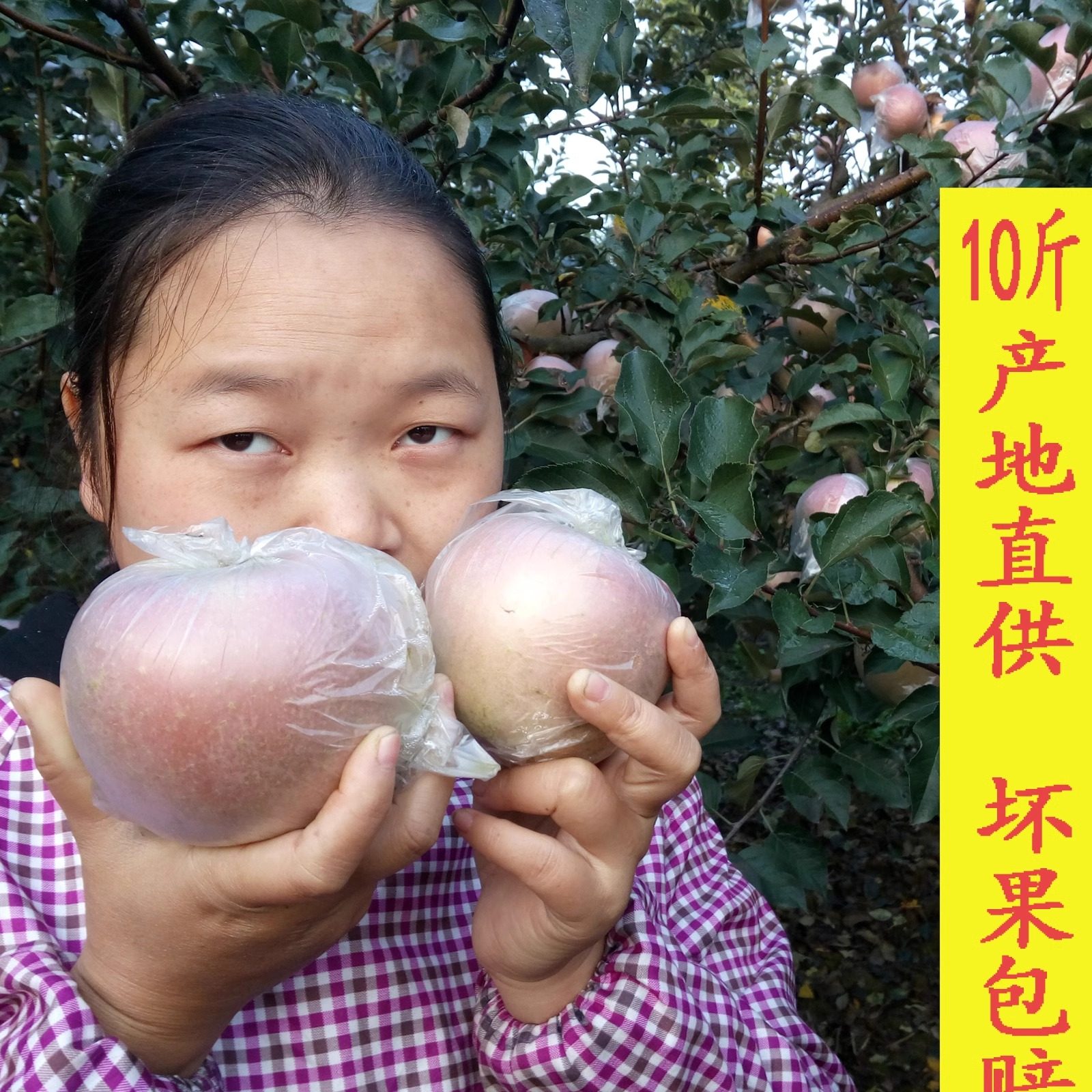 当季孕妇水果10斤装红富士苹果正宗农家特产纯天然新鲜不打蜡整箱,水产肉类/新鲜蔬果/熟食,苹果,淘宝优惠券,粉丝福利购,淘宝优惠卷