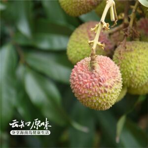现货,果园直发!第12年网销自家果园海南新鲜妃子笑荔枝4斤