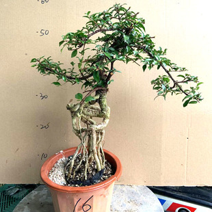 李氏樱桃树桩盆景台湾姬樱桃盆栽室内外桌面好养四季常青绿植盆栽