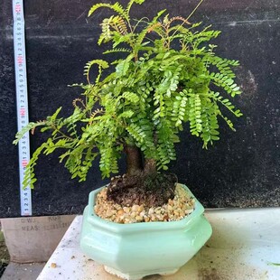 正宗红芽清香木树桩盆景老桩贵黄檀净化空气提神驱蚊四季常青盆栽