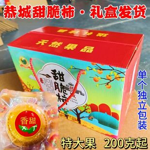 特大果礼盒瑶山脆柿正宗广西恭城月柿瑶乡脆柿糖心硬柿子真空包装