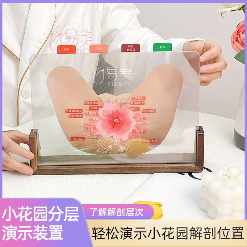 美容院装饰与教学两用小花园分层演示装置亚克力模型会阴解剖结构