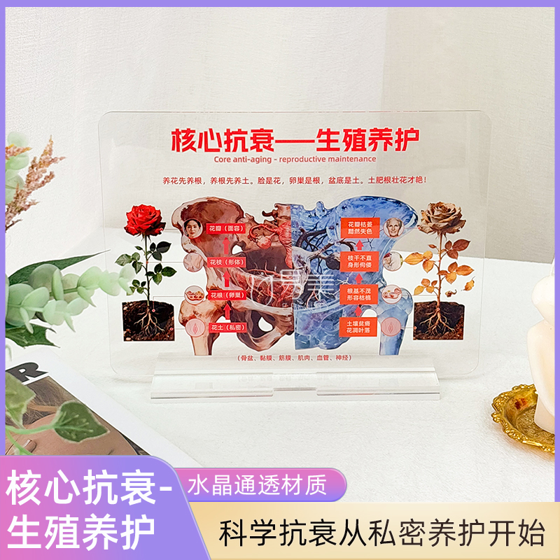 核心抗衰生殖养护科普摆件女性健康展示亚克力医学关联装饰道具品