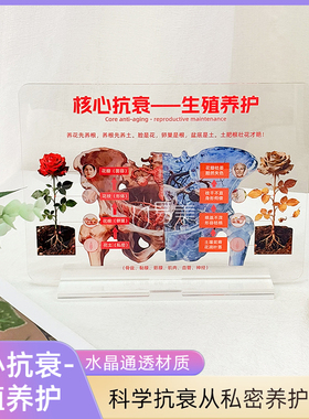 核心抗衰生殖养护科普摆件女性健康展示亚克力医学关联装饰道具品