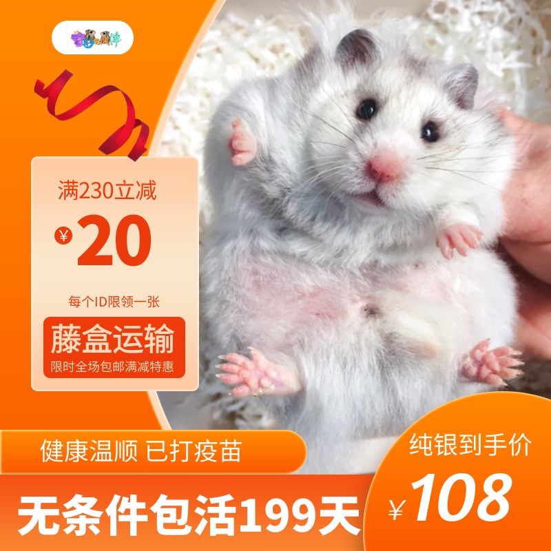 可爱稀有仓鼠宠物 长毛金丝熊纯银熊杂银象牙白熊蜜色波利纹家养在类目 宠物/宠物食品及用品, 仓鼠类及其它小宠, 仓鼠中 - 来自Buy2taobao.com提供专业的淘宝代购服务