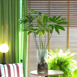 【水培】印第安羽毛蔓绿绒五子登科毕业季观叶绿植