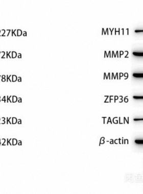 wb做wb趋势定制WB/western blot/免疫印迹条带/wb条带整膜/定制