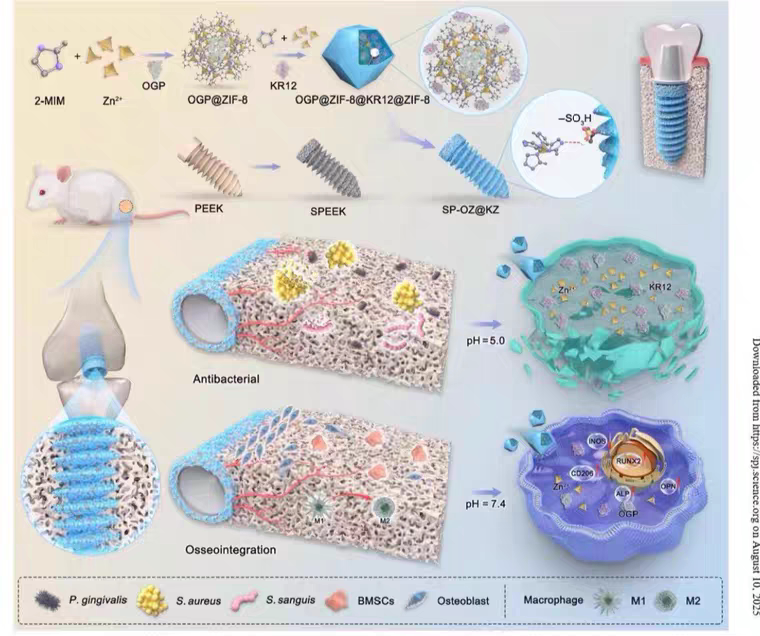 个人画绘图封面医学机制图示意图ppt流程图形摘要origin流程图TOC