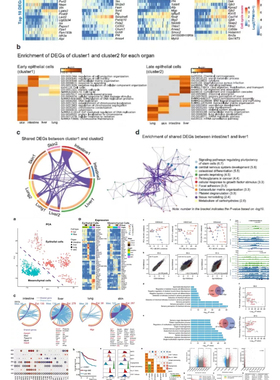 r语言sci随机森林发表画图柱状图热图生信转录组cox医学sas临床