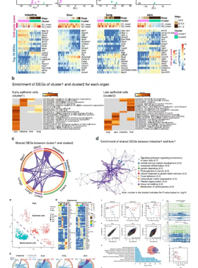 个人】r语言生信sas转录组码做作图画图医学统计roc方差分析cox
