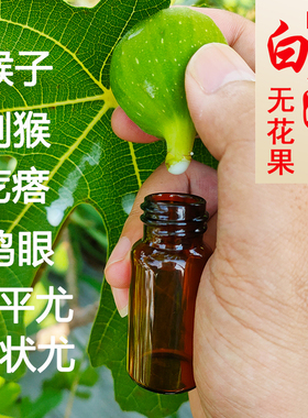 新鲜无花果叶白汁药用纯白原浆汁液扁平尤瘊猴子现挤现货10ml包邮