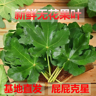 新鲜无花果叶子果园现剪现发zhi疮熏洗中药材无花果叶外用1斤 包邮