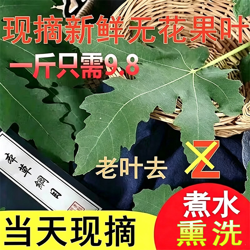 新鲜农家无花果叶子药用坐浴熏洗现摘无花果树叶茎枝1斤产地包邮