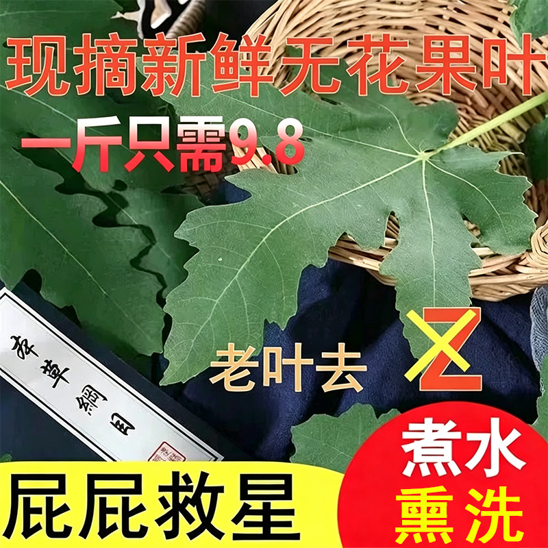 新鲜农家无花果叶子药用坐浴熏洗现摘无花果树叶茎枝1斤产地包邮