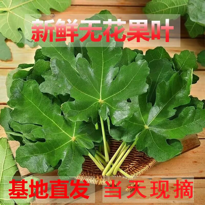 新鲜无花果叶子果园现剪现发煮水熏洗中药材无花果叶外用1斤包邮