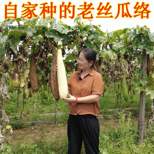 丝瓜络粗长老干丝瓜瓤子新品无硫
