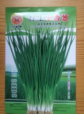蔬菜种子小葱籽生源老昆明品种