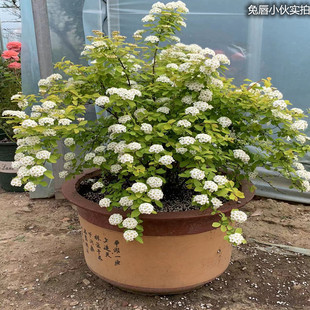 荷兰进口植物黄金喷泉绣线菊花苗盆栽耐寒耐热植物阳台庭院花园