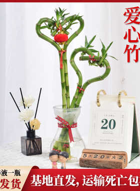 心形富贵竹室内水培好养桌面绿植
