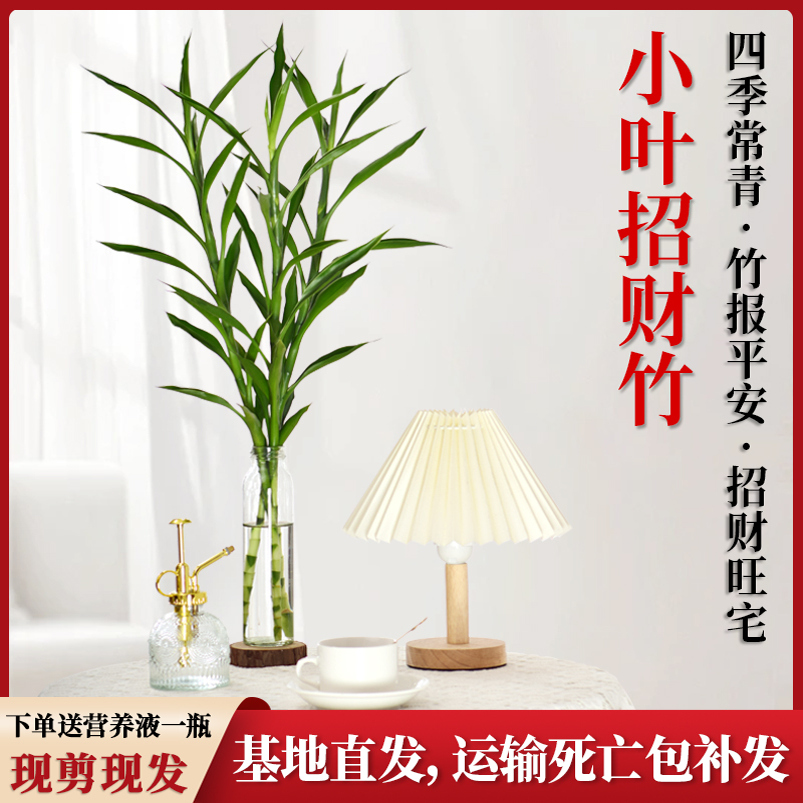 招财竹水培绿植竹报平安懒人盆栽