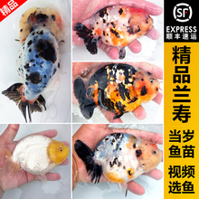 兰寿金鱼活鱼精品小尾重墨水墨玉兔奶牛三色黑赛级观赏鱼蓝瘦鱼苗