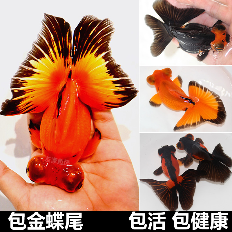 精品包金蝶尾金鱼活鱼红黑蝶龙睛眼大尾观赏鱼易养招财小鱼苗冷水