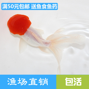 精品丹顶红鹤顶红金鱼活体淡水观赏鱼冷水鱼鸿运当头招财鱼苗包邮
