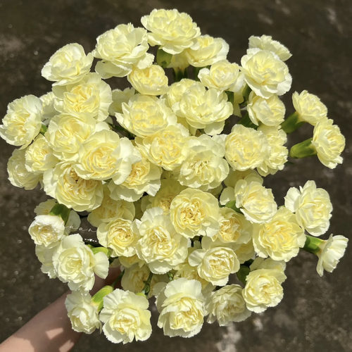 多头康乃馨「黄色」20支（0度地区拍保温·否则冻坏不售后）