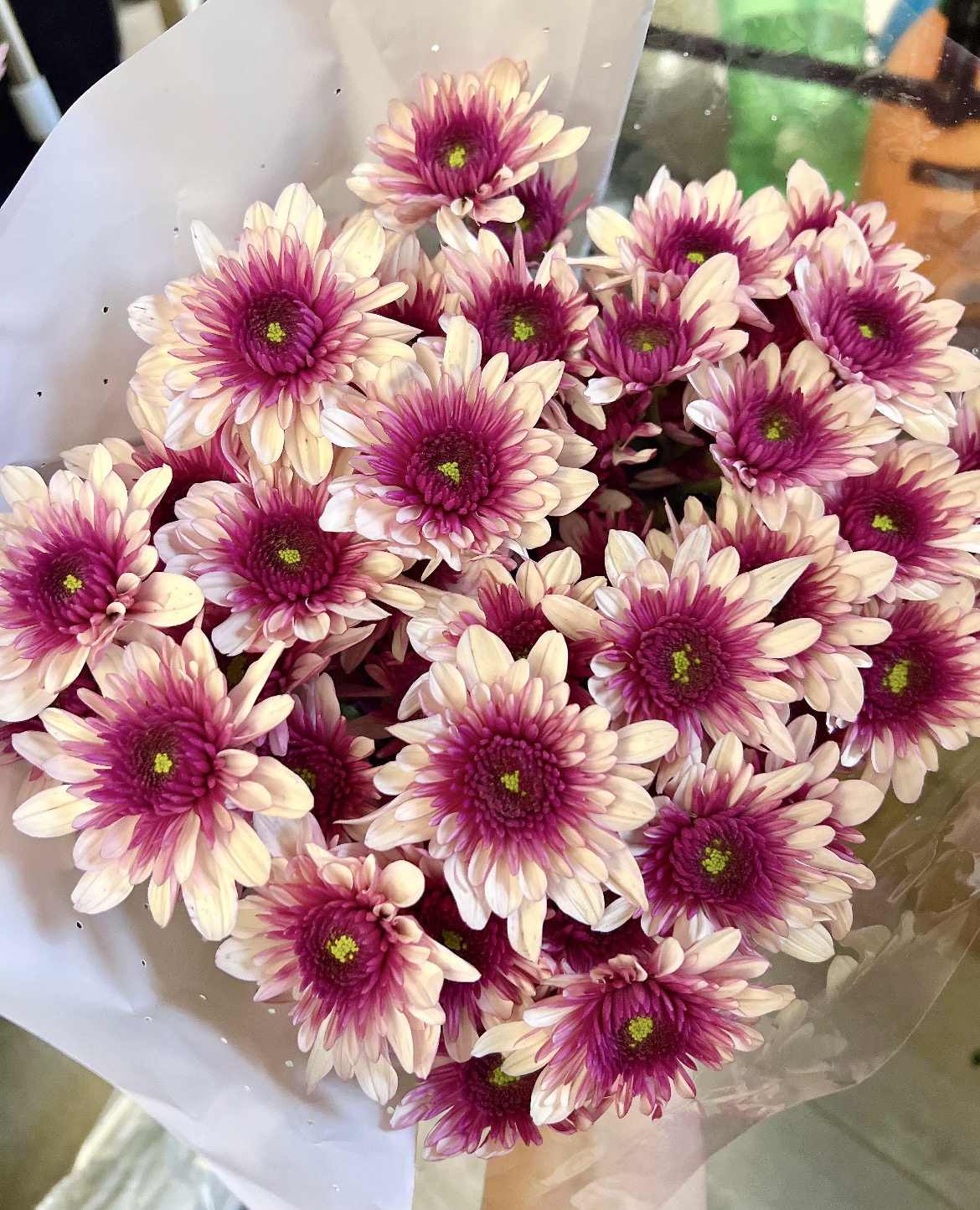 小雏菊「波多利粉」10支,鲜花速递/花卉仿真/绿植园艺,花材,淘宝优惠券,粉丝福利购,淘宝优惠卷