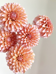 「奶油桃子」大丽花10支