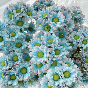 丰岛「复古青花瓷」小菊5支（0度地区拍保温·否则冻坏不售后）